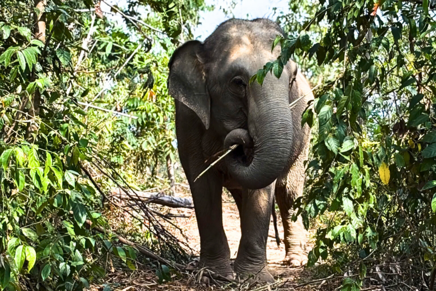 ethical elephant tourism Thailand