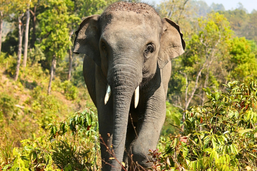 ethical elephant tourism Thailand