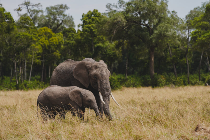 Kenya Safari Adventure