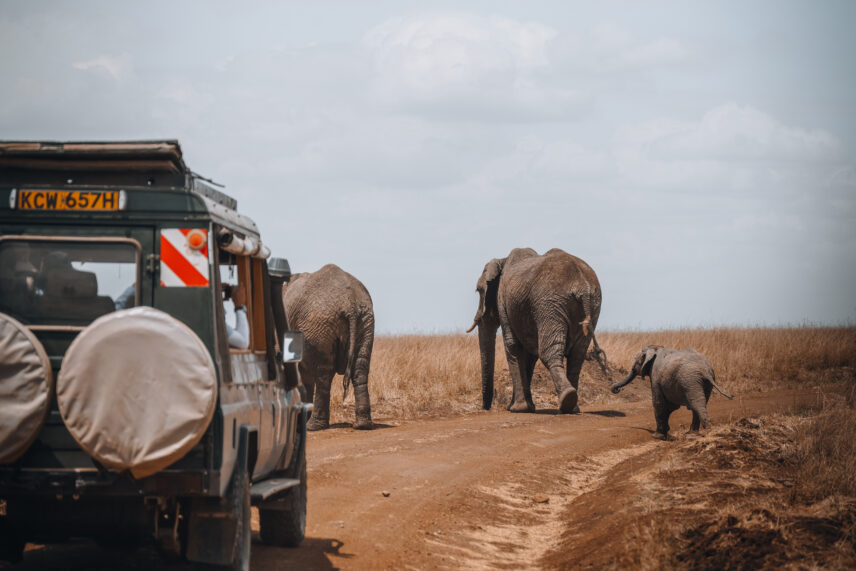 Tanzania and Rwanda Safari Adventure