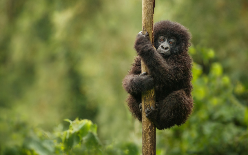 Kenya and Rwanda Safari Adventure