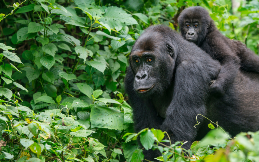 Kenya and Rwanda Safari Adventure