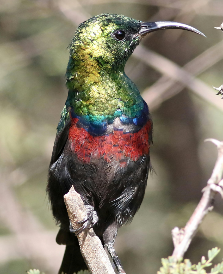 Kenya and Rwanda Safari