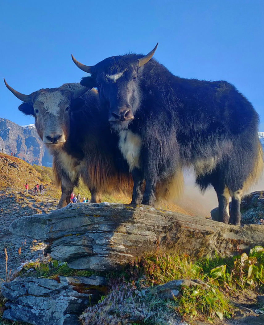 Annapurna Vistas Trek
