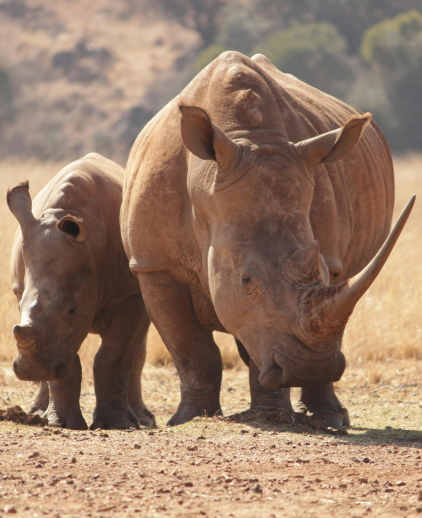 Kenya and Rwanda Safari