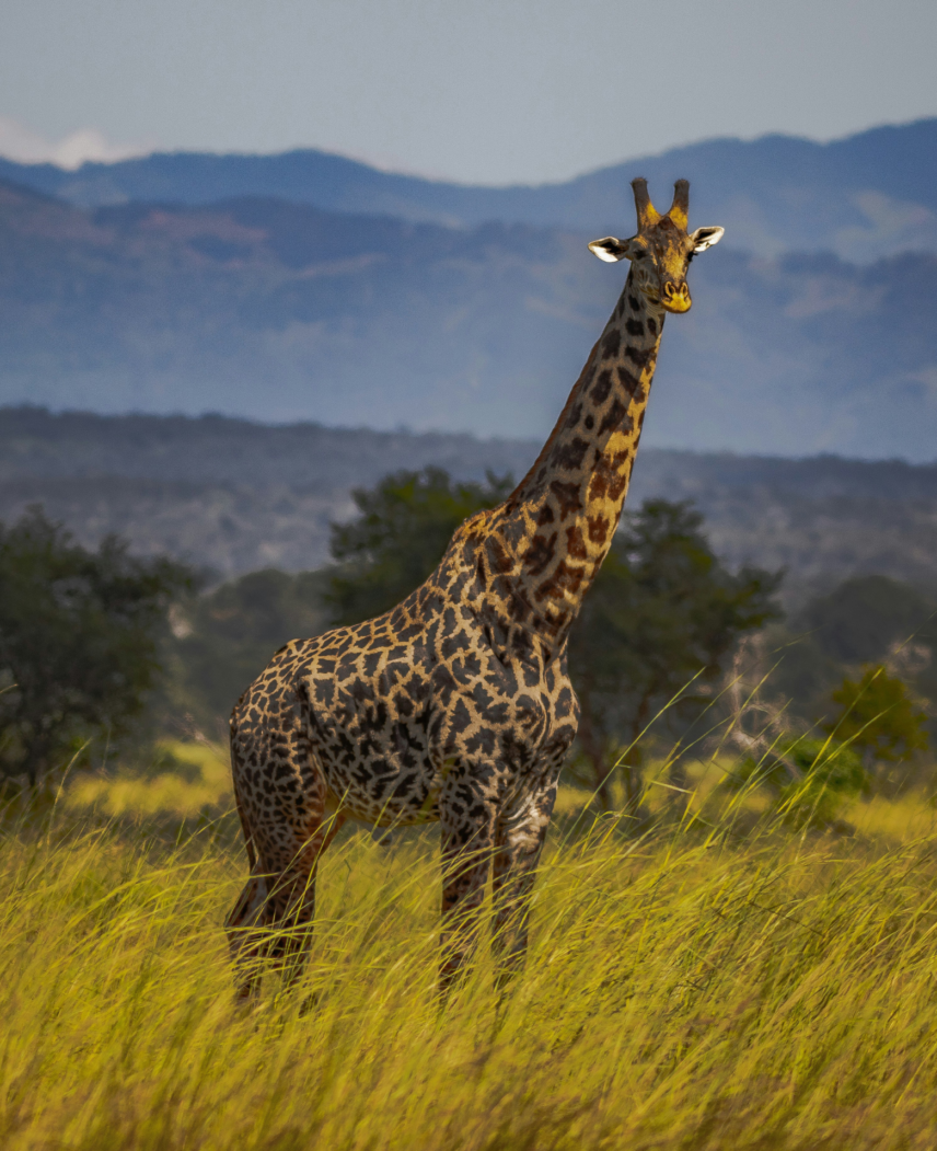 Tanzania Safari Adventure