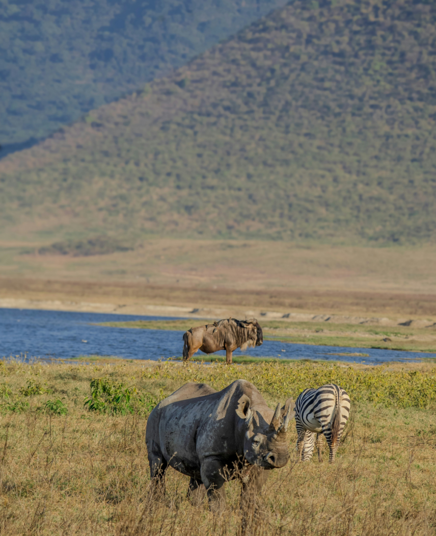 Tanzania Safari Adventure