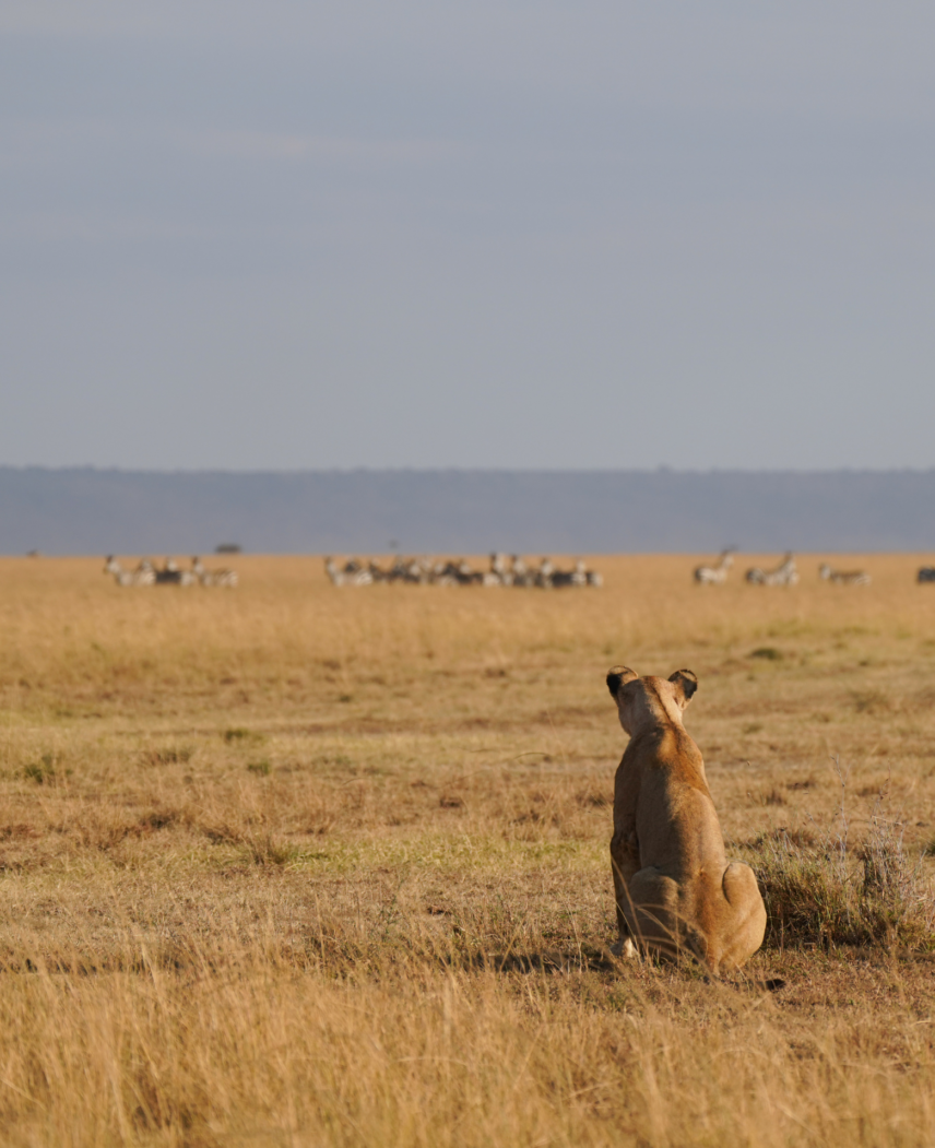 Tanzania Safari Adventure