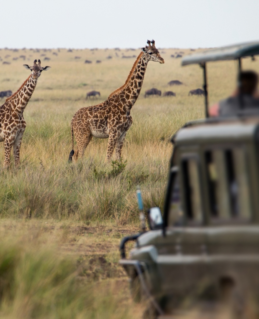 Kenya and Rwanda Safari
