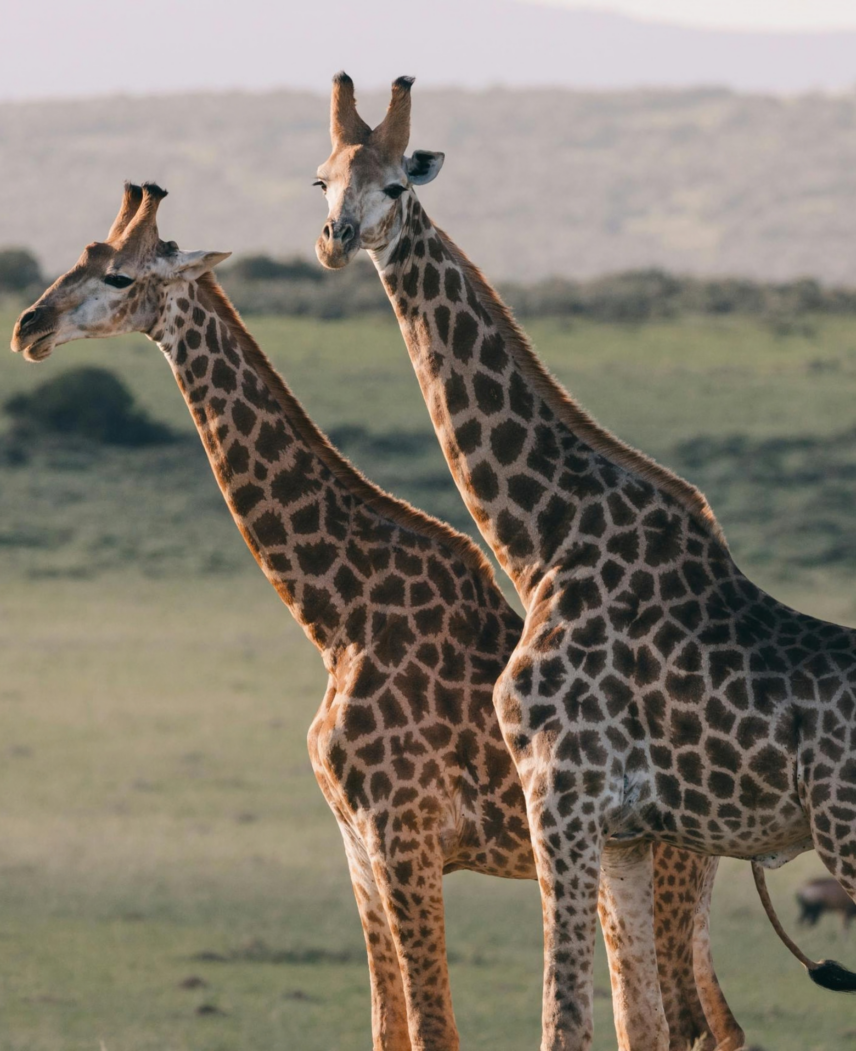 Tanzania Safari Adventure