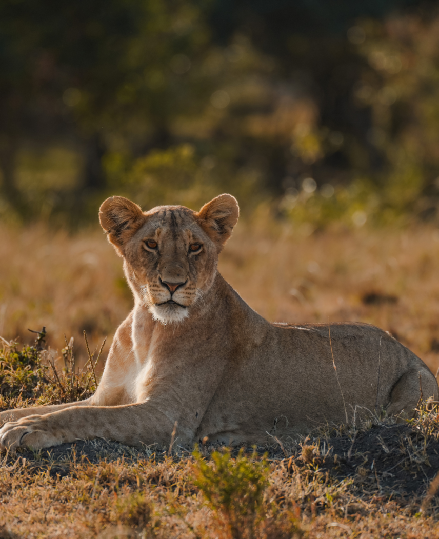 Tanzania Safari Adventure