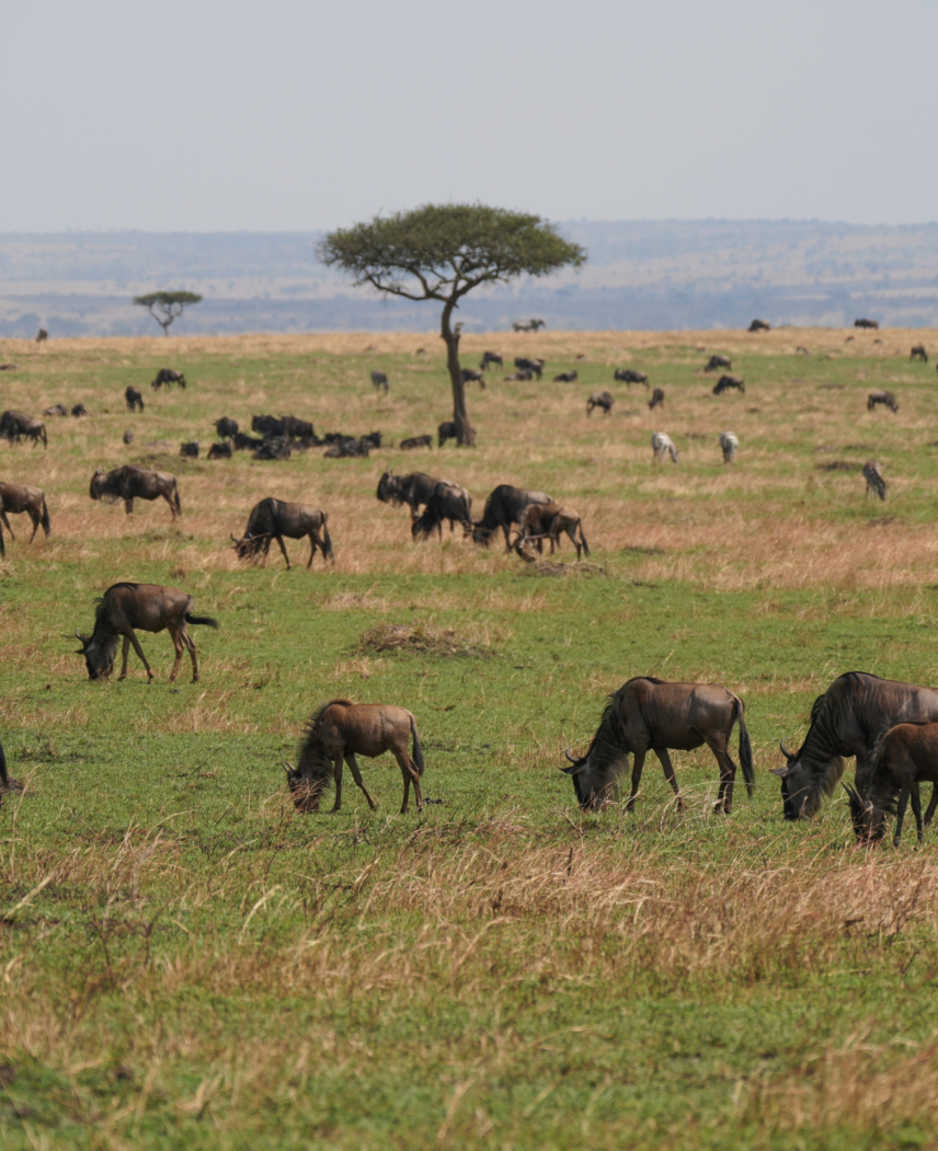 Tanzania Safari Adventure