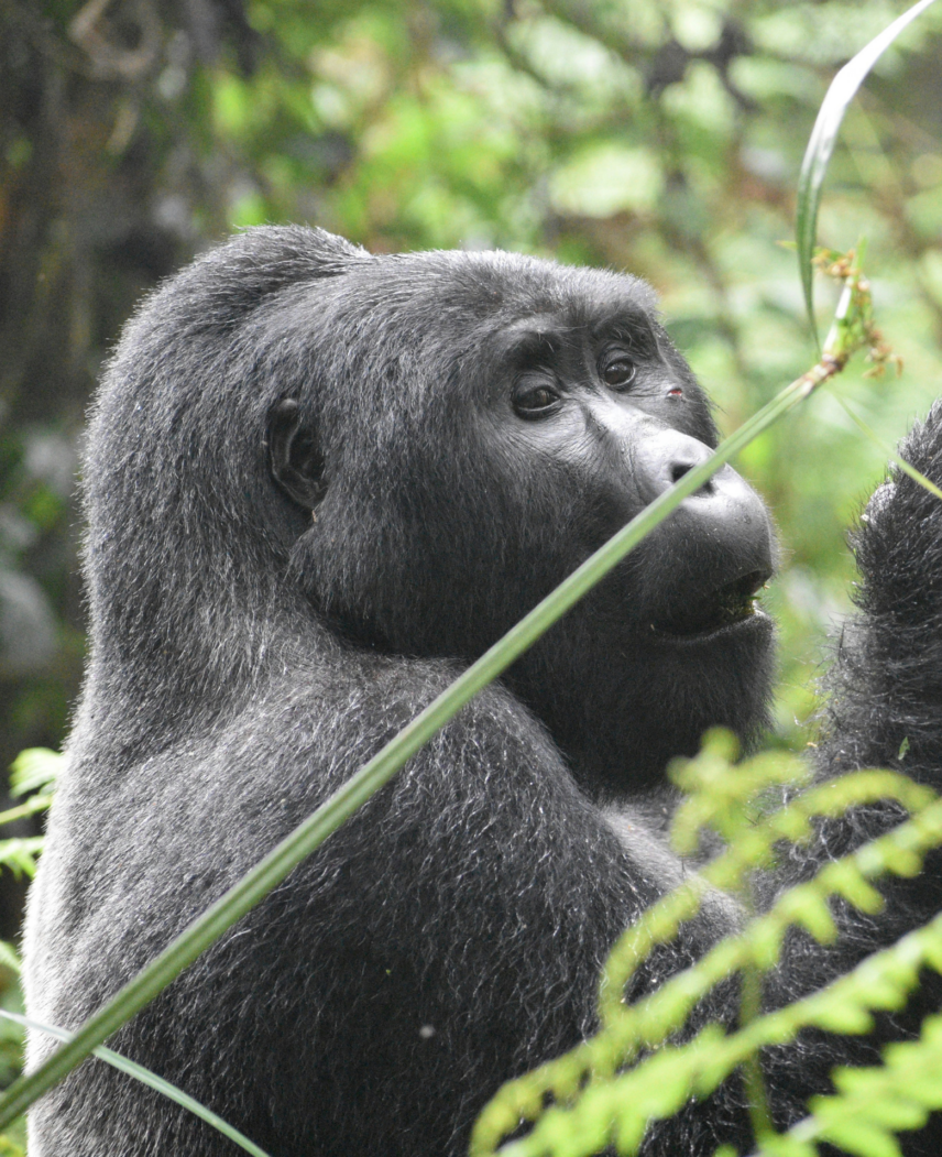 Tanzania and Rwanda Safari