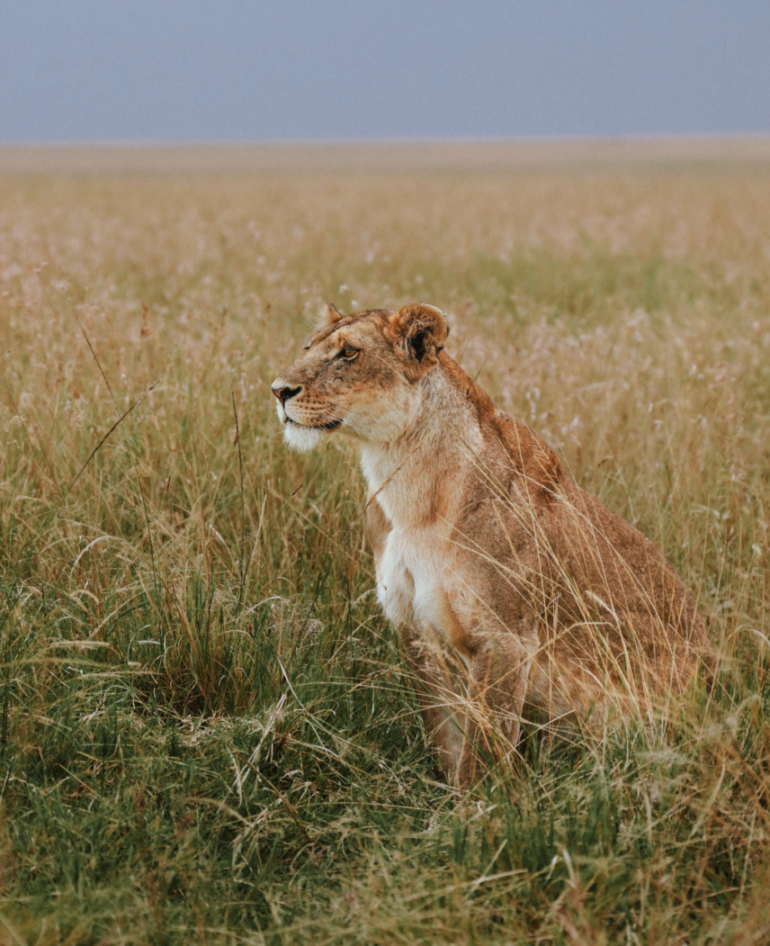 Tanzania and Rwanda Safari