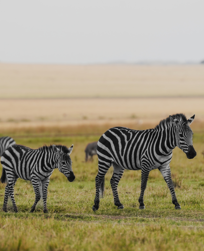 Tanzania and Rwanda Safari