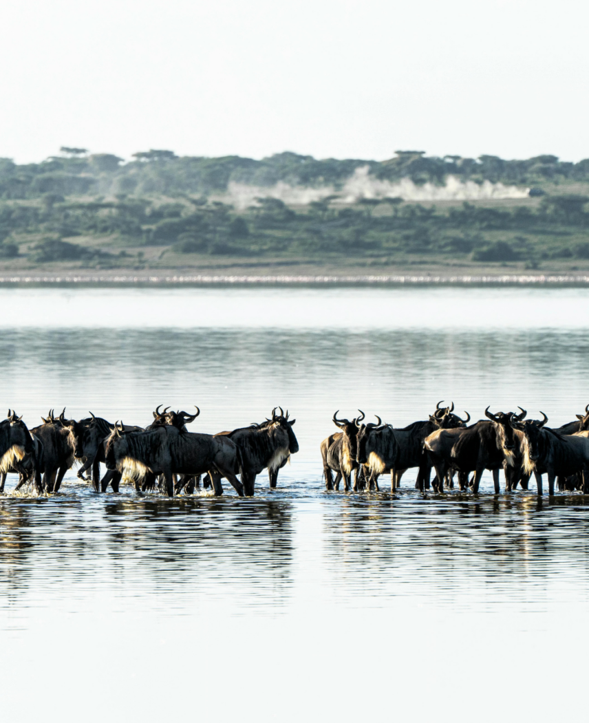 Tanzania and Rwanda Safari