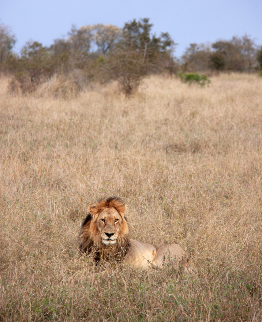 Tanzania and Rwanda Safari