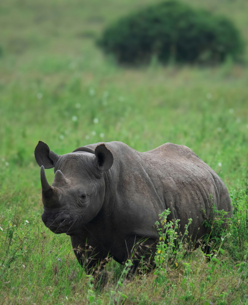 Tanzania and Rwanda Safari