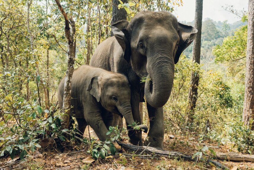 ethical elephant tourism Thailand