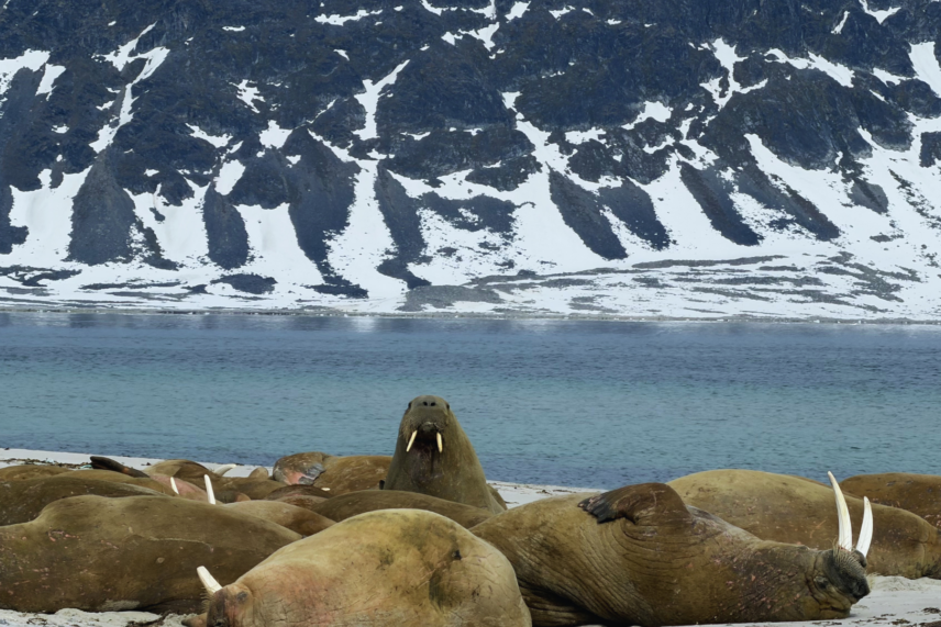 Svalbard Explorer Expedition
