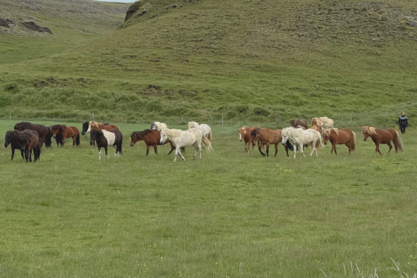 Iceland Horseback Riding