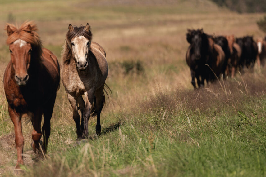 Iceland Horseback Riding