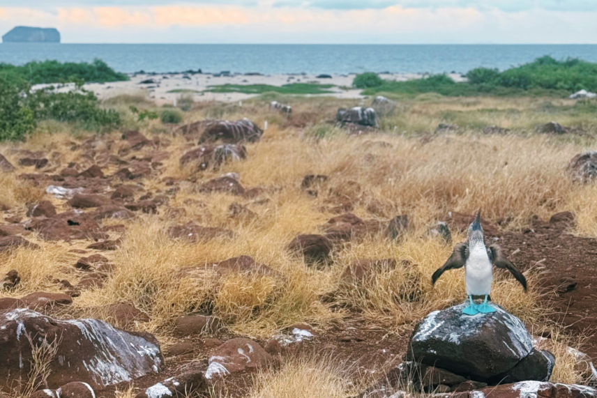 Galapagos Islands Yacht Adventure- Blue- Footed Boobies