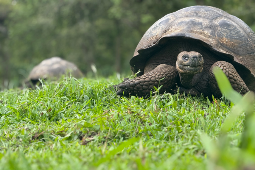 Galapagos Islands Yacht Adventure
