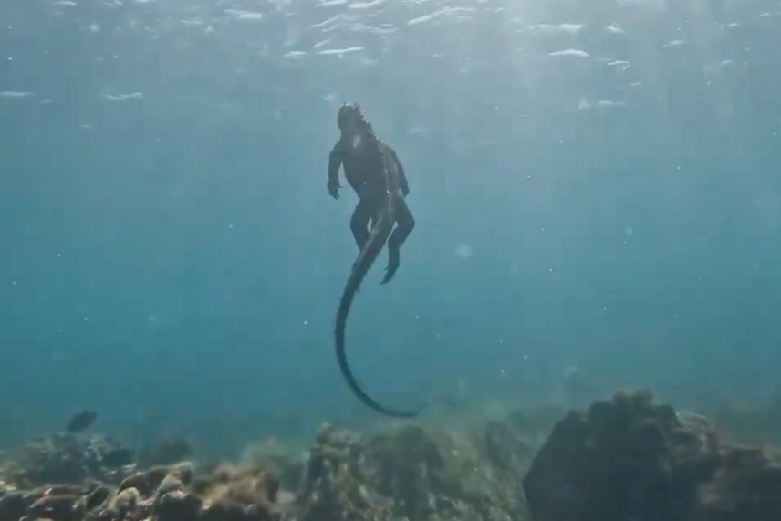Galapagos Yacht Adventure- Marine Iguanas