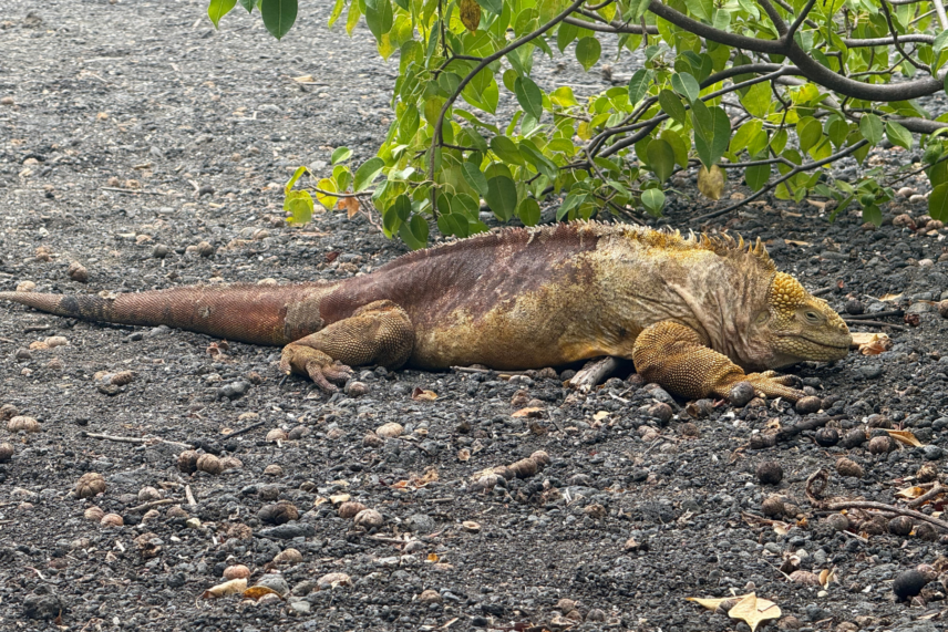 Galapagos Islands Yacht Adventure- Iguanas