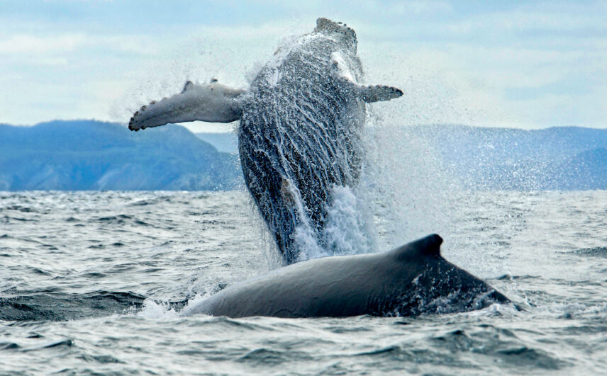 whale off the coast of Newfoundland—Newfoundland Circumnavigation